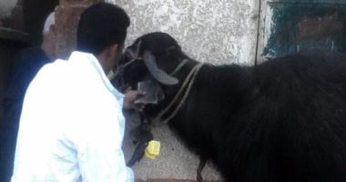 كيف تحمي الماشية من صدمة البرد وأمراض الشتاء؟