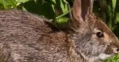 دليلك لتحقيق أقصى إنتاجية من مشروع تربية الأرانب