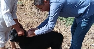 متى يتم التحفظ على الحيوانات الخطرة؟.. القانون يجيب