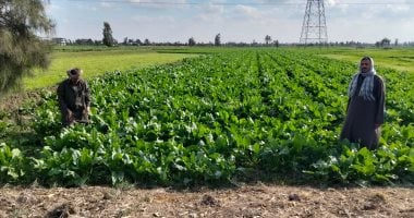 محصول الخير.. بنجر السكر ربح وفير وزرق كبير للفلاح فى الشرقية (صور)