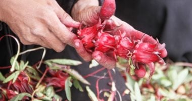 حصاد الكركديه الأسوانى.. موسم الرزق الأحمر فى صحراء الجنوب (صور)