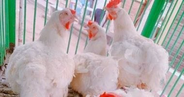 كيلو الفراخ بكام؟.. أسعار الدواجن بكفر الشيخ الأحد 8 فبراير 2026