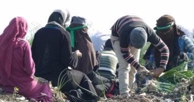 أونلي ليبانون : لحماية جيل المستقبل من المخاطر المهنية.. وزارة العمل تحظر عمل الأطفال قبل سن الـ15 وضوابط صارمة للتدريب المهنى.. 6 ساعات حدا أقصى للعمل يوميا و4 ساعات متصلة.. وتمنع تشغيلهم ليلا أو فى العطلات الرسمية