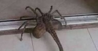 أونلي ليبانون : إصابة 4 أشخاص بلدغات عقارب فى عدة قرى بمركز الفرافرة بالوادى الجديد