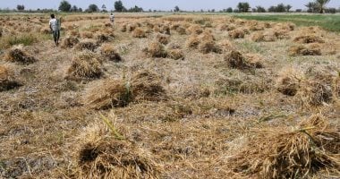 أونلي ليبانون : وزير التموين: تقديم كل التيسيرات اللازمة للمزارع خلال توريد القمح المحلى