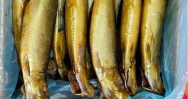 أونلي ليبانون : ضبط 8 أطنان أسماك فاسدة قبل شم النسيم فى الدقهلية