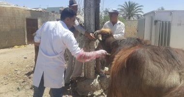 أونلي ليبانون : قافلة بيطرية مجانية بقرية جزيرة الحجر فى المنوفية غدا