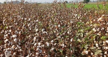 أونلي ليبانون : 4 أصناف جديدة من القطن فائقة الجودة وموفرة للمياه.. تعرف عليها