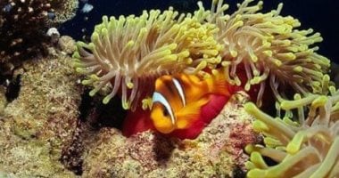 أونلي ليبانون : فى أعماق البحر الأحمر.. كهوف الشعاب عالم ساحر من الكائنات النادرة (صور)