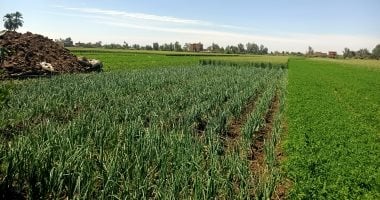 أونلي ليبانون : الثوم يتصدر زراعات المنوفية.. 500 فدان على مستوى المحافظة (صور)
