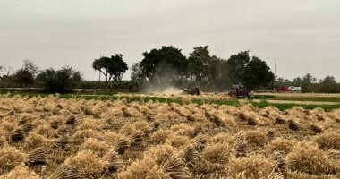 أونلي ليبانون : سر “العمودة” فى برمودة.. حكاية شهر يطعم المصريين منذ آلاف السنين