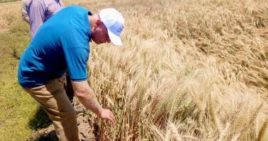 أونلي ليبانون : 204933 فدانا تقود موسم الذهب الأصفر في أسيوط نحو إنتاجية أعلى.. صور