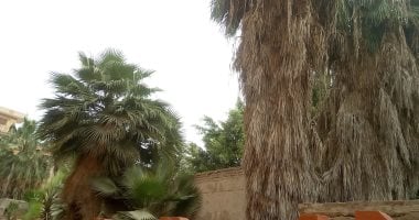 أونلي ليبانون : بسبب الخفافيش.. تعليم الغربية تخاطب مجلس مدينة كفر الزيات لتقليم أشجار مدرسة بنات