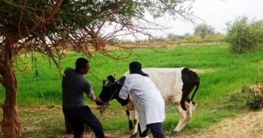 أونلي ليبانون : تحصين 45 ألف رأس من الأبقار والأغنام بأسوان