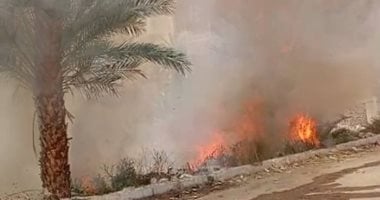 أونلي ليبانون : حريق محدود فى أشجار النخيل بجوار موقف سيارات إسنا دون خسائر بشرية