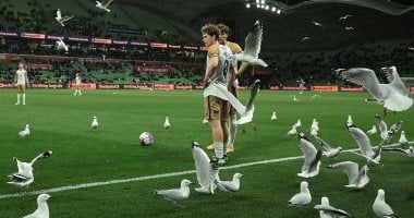 أونلي ليبانون : طيور النورس تغزو ملعب ملبورن وتخطف الأضواء فى الدورى الأسترالى.. فيديو