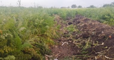 أونلي ليبانون : بنى أحمد بالمنيا قلعة زراعة الجزر والإنتاجية تصل 35 طنا للفدان.. تعرف عليها