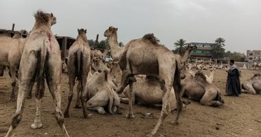 أونلي ليبانون : مزادات بيع وشراء الجمال.. مباشر من سوق دراو فى أسوان.. فيديو وصور