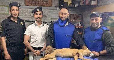 أونلي ليبانون : النجدة والطب البيطري ببورسعيد ينقذان حياة كلب ضال بعد تعرضه لحادث.. صور