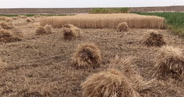أونلي ليبانون : بشائر حصاد محصول القمح فى أسوان.. صور