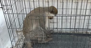 أونلي ليبانون : بعد إثارته الفزع بين الأهالي.. جهاز البيئة بالشرقية يصطاد «نسانس الزنكلون»