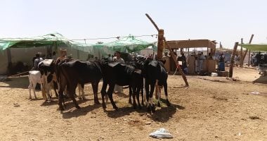 أونلي ليبانون : انخفاض أسعار ماشية التسمين بأسوان وإقبال على شراء الأضاحي.. صور