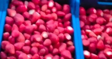 أونلي ليبانون : محصول الفراولة منور فى غيطان المنوفية.. المزارعون: يحتاج إلى رعاية مكثفة طوال فترة زراعته والفدان يحقق إنتاجية عالية وسعر الطن يصل 30 ألف جنيه.. ووكيل الزراعة: لدينا قرابة 3377 فدانا على مستوى المحافظة.. صور