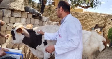 أونلي ليبانون : تحصين 186 ألفًا و251 رأس ماشية ضمن حملة الحمى القلاعية بالمنيا