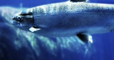 أونلي ليبانون : تلوث خفى فى المياه.. مخلفات الكوكايين تُربك سلوك السلمون وتهدد توازن الطبيعة