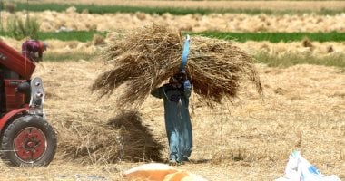 أونلي ليبانون : المرأة الريفية تتصدر المشهد.. ملحمة كفاح بحقول حصاد القمح فى الشرقية.. صور