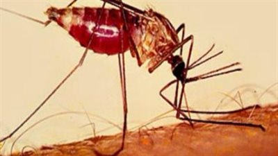 أونلي ليبانون : إنجاز للعام الثاني.. مصر خالية من الملاريا وتحاليل الربع الأول تؤكد النتائج