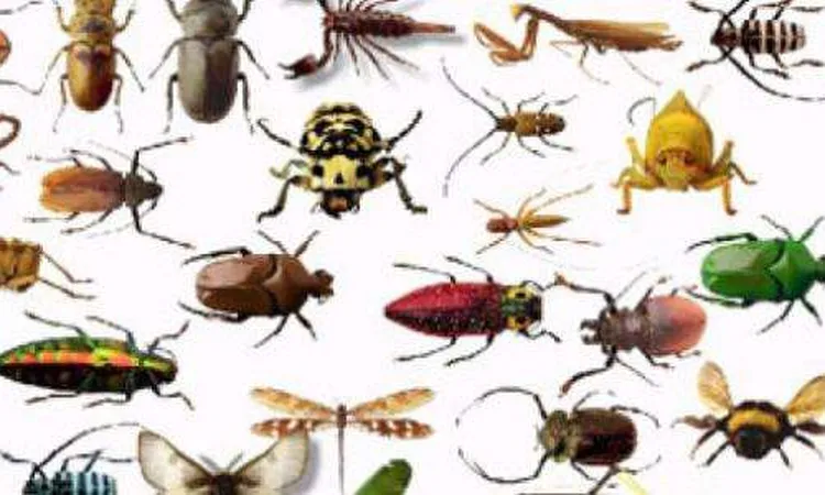 أونلي ليبانون : رئيس قسم الحشرات بعلوم القاهرة: النظافة الشاملة بعد العواصف ضرورة تحمي من العقارب