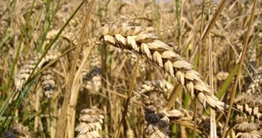 أونلي ليبانون : انطلاق موسم زراعة الأرز فى مصر وسط تدابير مشددة لترشيد المياه.. الرى والزراعة: المساحة الإجمالية تقترب من مليون فدان فى 9 محافظات.. وحظر زراعته فى محافظات الصعيد والقاهرة الكبرى