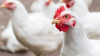 أونلي ليبانون : الفراخ بكام النهاردة؟.. أسعار الدواجن اليوم السبت 18 أبريل في الأسواق