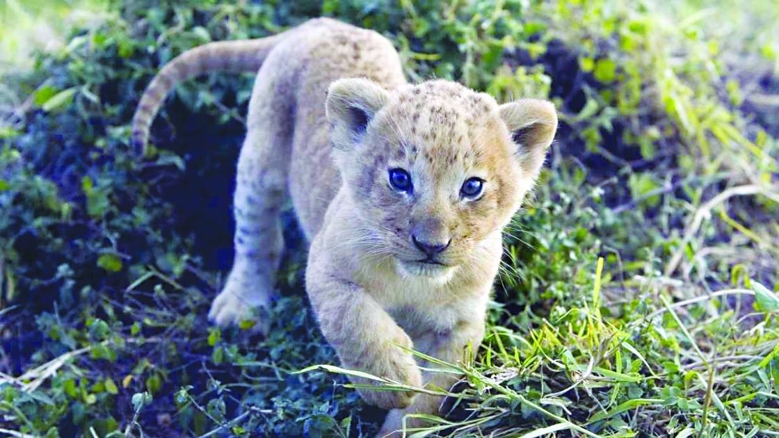 أونلي ليبانون : شبل يهاجم طفلة مصرية أثناء التقاط صورة