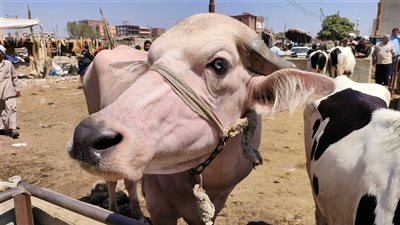 أونلي ليبانون : دليل أسعار الأضاحي 2026 في الأسواق المصرية مع قرب حلول العيد