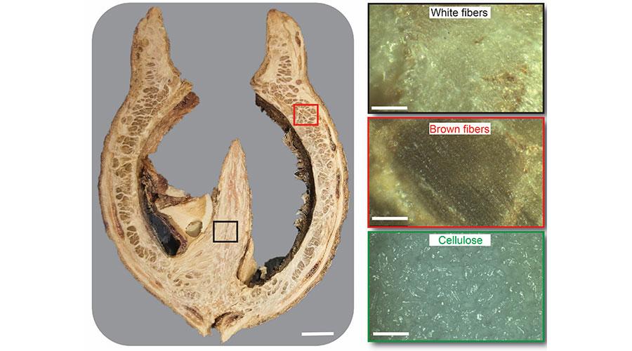أونلي ليبانون : دراسة لجامعة نيويورك أبوظبي تكشف سر صلابة جوزة الماري