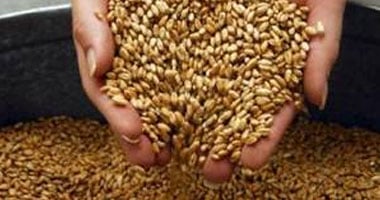 أونلي ليبانون : 13 موقعا تخزينيا لاستلام القمح بالفيوم هذا العام.. اعرف التفاصيل