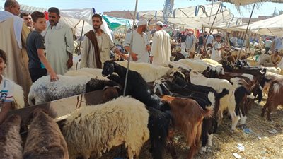 خطوات حجز الأضاحي استعدادًا لعيد الأضحى 2026