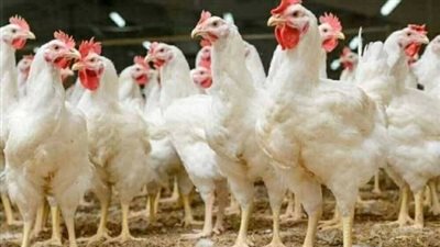 بورصة الدواجن تتحرك.. أسعار الفراخ البيضاء اليوم في الأسواق