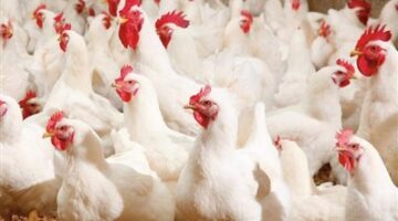 انخفاض أسعار الفراخ بنسبة تصل إلى 20%
