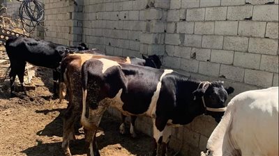 هل يجوز الاشتراك في خروف الأضحية؟.. عالم بالأزهر يجيب