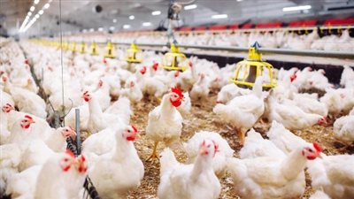 طفرة الإنتاج وراء هبوط الأسعار وحرب الشائعات تستهدف الصناعة الأكبر إقليمياً