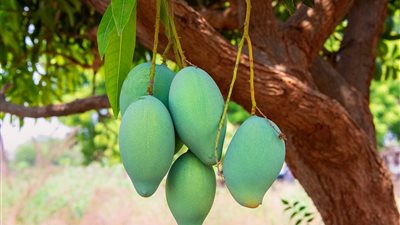 توقعات بتأخر موسم المانجو أسبوعين