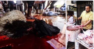 متى شرعت الأضحية وما الحكمة من مشروعية الأضحية؟.. دار الافتاء تجيب