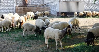 فتح مظاريف المتقدمين لتوريد خراف الأضاحى لمديرية الزراعة بالبحر الأحمر 11 مايو