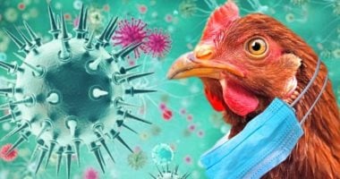 خبيرة تحذر: فيروس إنفلونزا الطيور H5N1 قد يصبح أكثر خطورة من كورونا