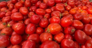 وزارة التموين تطرح الطماطم بمنافذ المجمعات الاستهلاكية بسعر 20 جنيها للكيلو