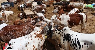 ما هى الأضحية.. ولماذا شرعت؟ وهل هى واجبة؟.. وما هى شروط الأضحية السليمة؟.. وما موعد ذبحها؟.. وكيف تقسم وتوزع؟.. وهل يجوز توكيل أحد الجزارين بالقيام بالذبح بدلاً من المضحى؟.. ونجيب عن كل ما يشغل بال المضحى