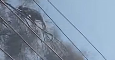 بعد هروب 4 قرود بالإسكندرية.. ماذا تفعل إذا تعرضت لخدش أو عضة قرد؟